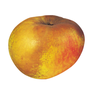 La Belle de Boskoop Bio