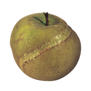 Pomme Patte de Loup Bio