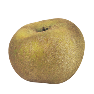 Pomme Reinette Grise du Canada Bio