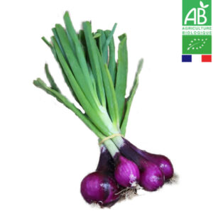 Oignon Botte Rouge Bio