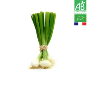 Oignon Botte Blanc Bio