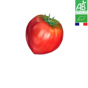 Tomate Cœur Bio