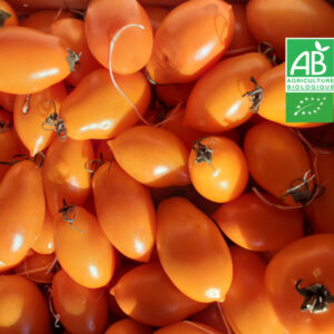 Tomate Allongée Bio
