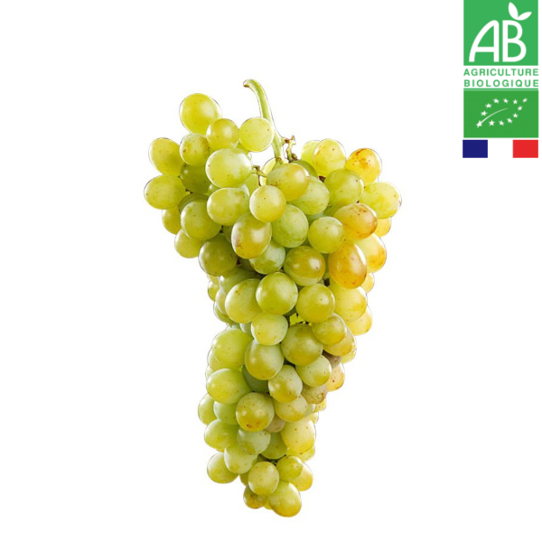 Raisin Blanc Muscat Alexandrie Bio