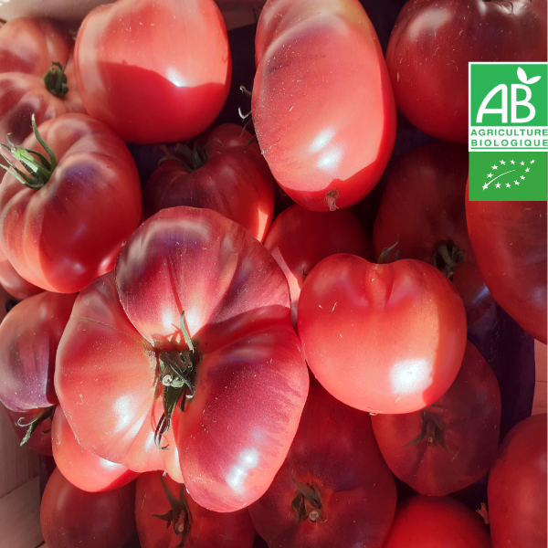 Tomate indigo