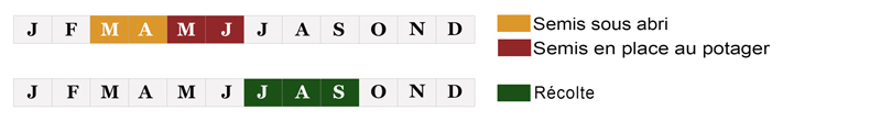 Calendrier de semis et de récolte Melon Jaune Canari n°3