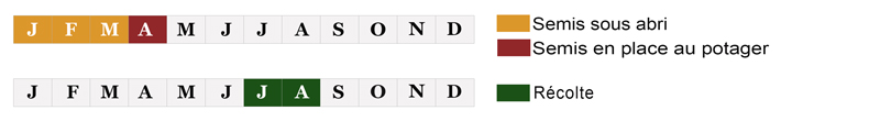Calendrier de semis et de récolte Oignon Jaune Sturon