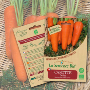 Carotte-de-Luc-Bio-La-Semence-Bio La Carotte de Luc Bio La Semence Bio