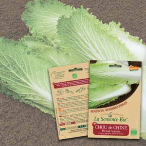 Chou-de-Chine-Pé-tsaï-Granaat-Bio-La-Semence-Bio Chou de Chine Pé tsaï Granaat Bio La Semence Bio