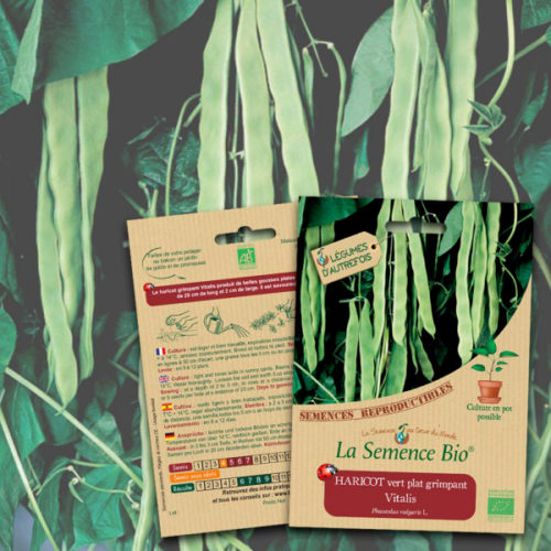 Haricot Vert Plat Grimpant Vitalis Bio La Semence Bio