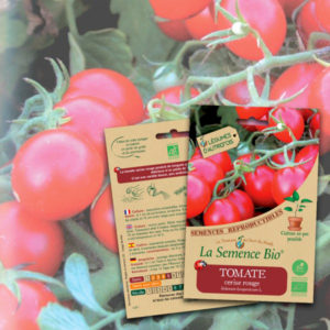 Tomate Cerise Rouge Bio La Semence Bio