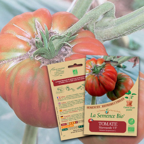 Tomate Marmande VF Bio La Semence Bio