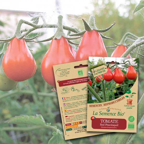 Tomate Red Pearshaped Bio La Semence Bio
