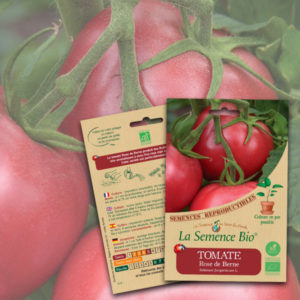 Tomate Rose de Berne Bio La Semence Bio